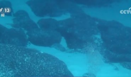 深海视频,揭秘神秘海底世界的奇幻之旅